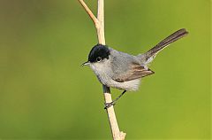 California Gnatcatcher